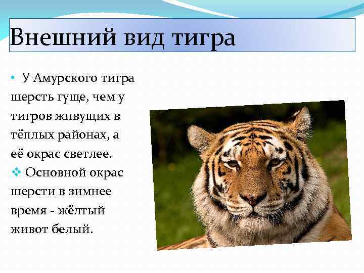 Внешний вид тигра • У Амурского тигра шерсть гуще, чем у тигров живущих в