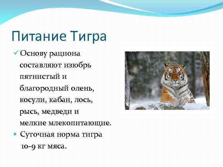 Питание Тигра ü Основу рациона составляют изюбрь пятнистый и благородный олень, косули, кабан, лось,