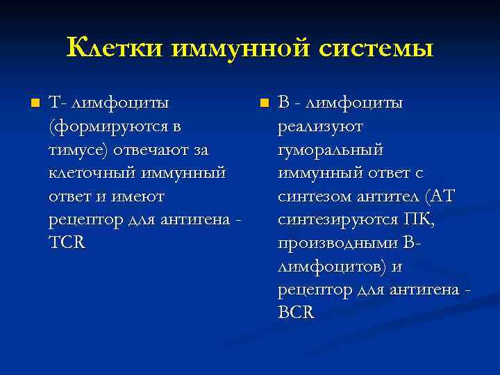 Клетки иммунной системы n Т- лимфоциты (формируются в тимусе) отвечают за клеточный иммунный ответ