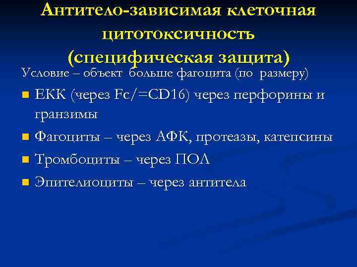 Антитело-зависимая клеточная цитотоксичность (специфическая защита) Условие – объект больше фагоцита (по размеру) ЕКК (через