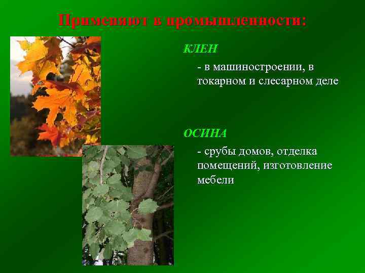 Применяют в промышленности: КЛЕН - в машиностроении, в токарном и слесарном деле ОСИНА -