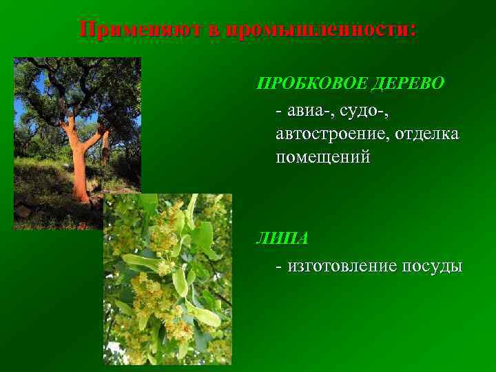 Применяют в промышленности: ПРОБКОВОЕ ДЕРЕВО - авиа-, судо-, автостроение, отделка помещений ЛИПА - изготовление