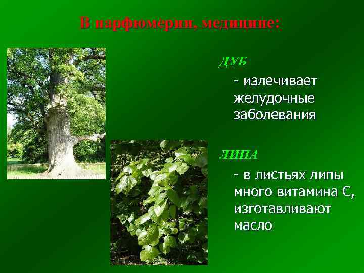 В парфюмерии, медицине: ДУБ - излечивает желудочные заболевания ЛИПА - в листьях липы много