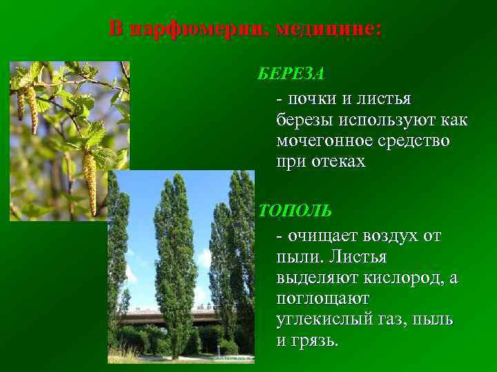 В парфюмерии, медицине: БЕРЕЗА - почки и листья березы используют как мочегонное средство при