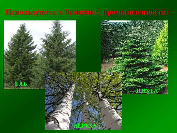 Используются в бумажной промышленности: ЕЛЬ ПИХТА БЕРЕЗА 