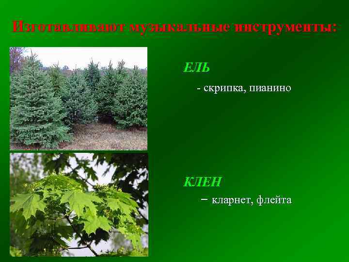 Изготавливают музыкальные инструменты: ЕЛЬ - скрипка, пианино КЛЕН – кларнет, флейта 