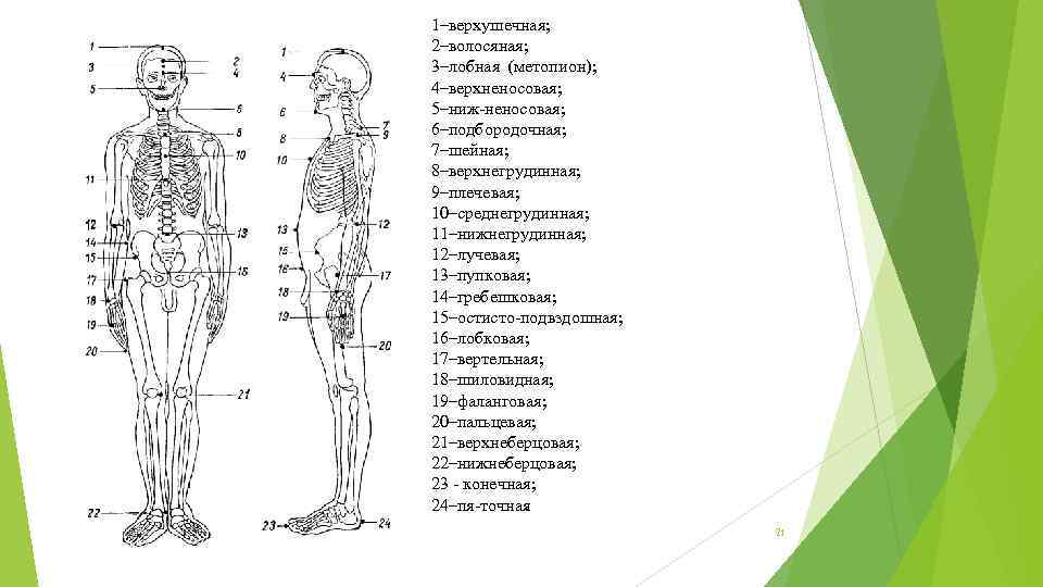 1–верхушечная; 2–волосяная; 3–лобная (метопион); 4–верхненосовая; 5–ниж неносовая; 6–подбородочная; 7–шейная; 8–верхнегрудинная; 9–плечевая; 10–среднегрудинная; 11–нижнегрудинная; 12–лучевая;