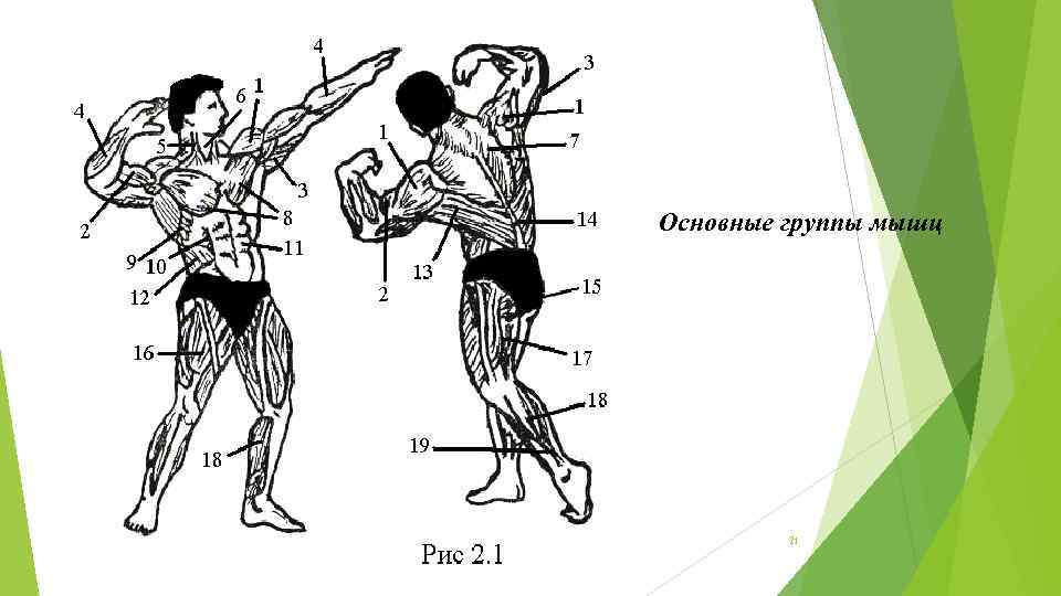 Основные группы мышц 21 