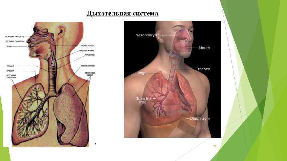 Дыхательная система 24 