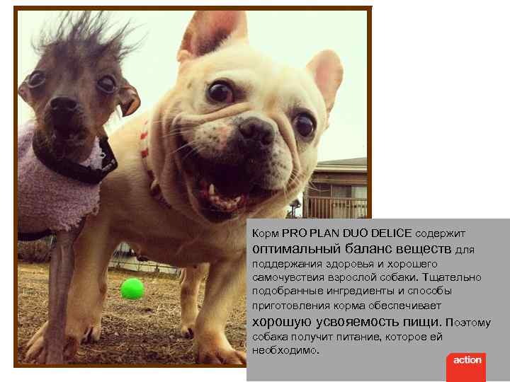 Корм PRO PLAN DUO DELICE содержит оптимальный баланс веществ для поддержания здоровья и хорошего