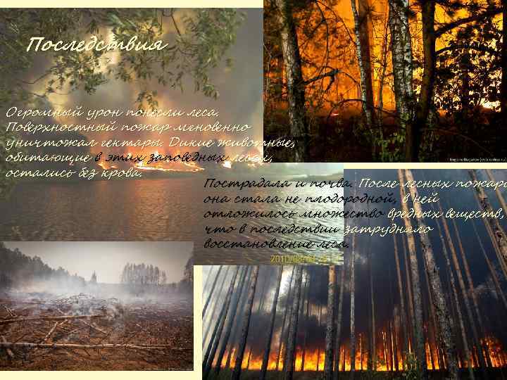 Последствия Огромный урон понесли леса. Поверхностный пожар мгновенно уничтожал гектары. Дикие животные, обитающие в