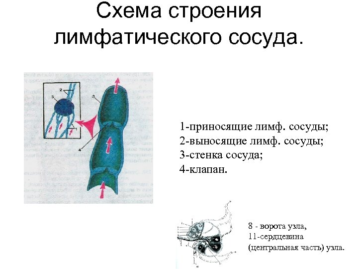 Схема строения лимфатического сосуда