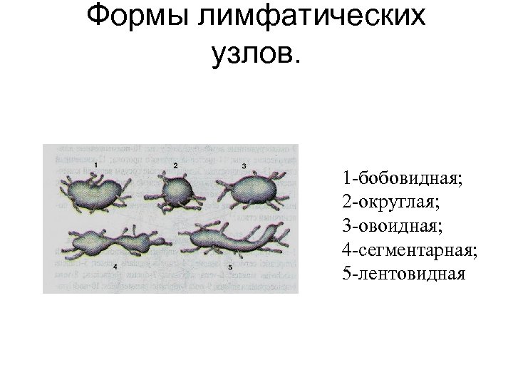Формы лимфатических узлов. 1 -бобовидная; 2 -округлая; 3 -овоидная; 4 -сегментарная; 5 -лентовидная 