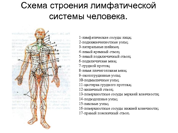 Строение лимфатических