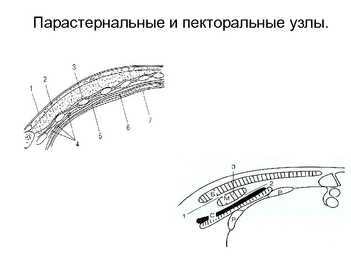Парастернальные и пекторальные узлы. 
