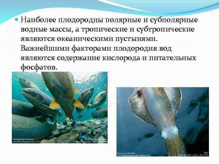  Наиболее плодородны полярные и субполярные водные массы, а тропические и субтропические являются океаническими