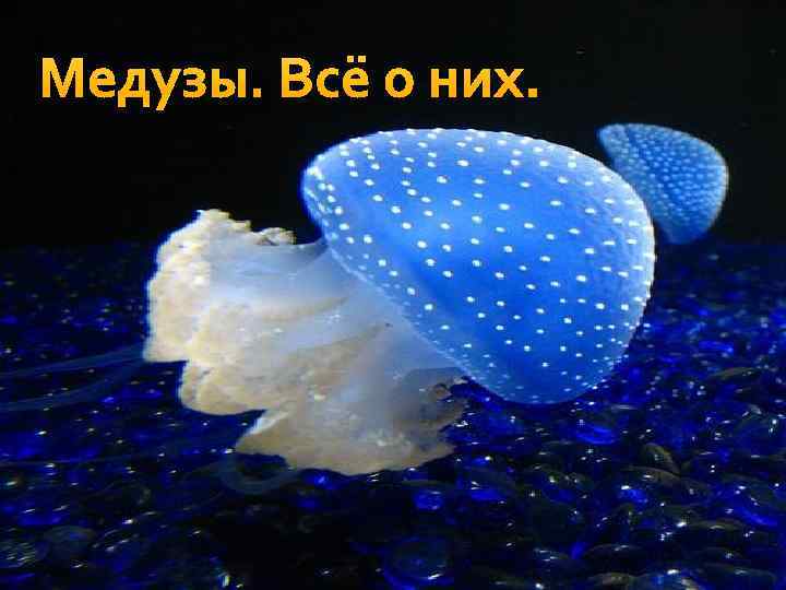 Медузы. Всё о них. 