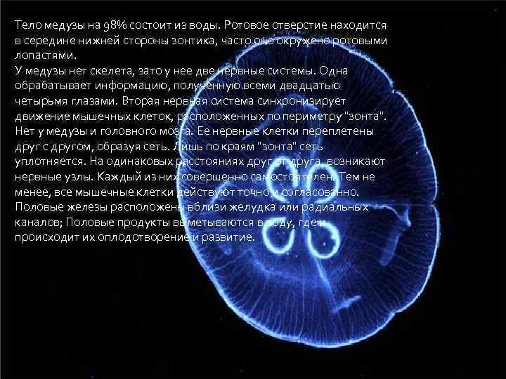 Тело медузы на 98% состоит из воды. Ротовое отверстие находится в середине нижней стороны