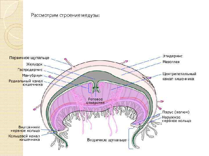 Рассмотрим строение медузы: 