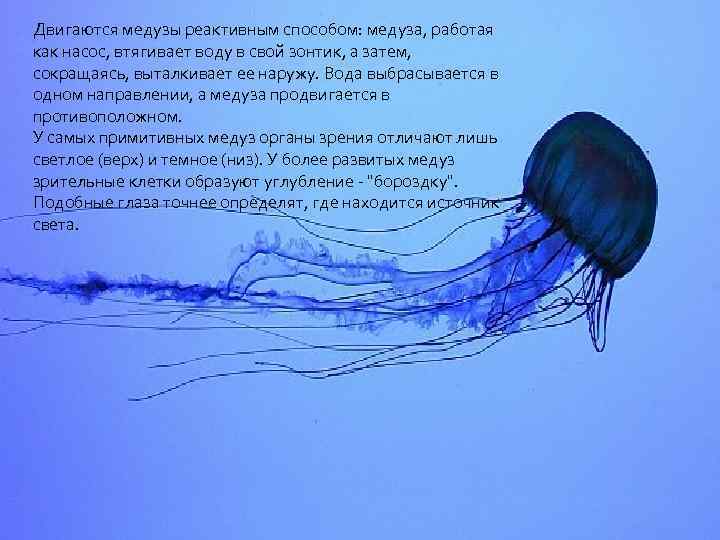 Двигаются медузы реактивным способом: медуза, работая как насос, втягивает воду в свой зонтик, а