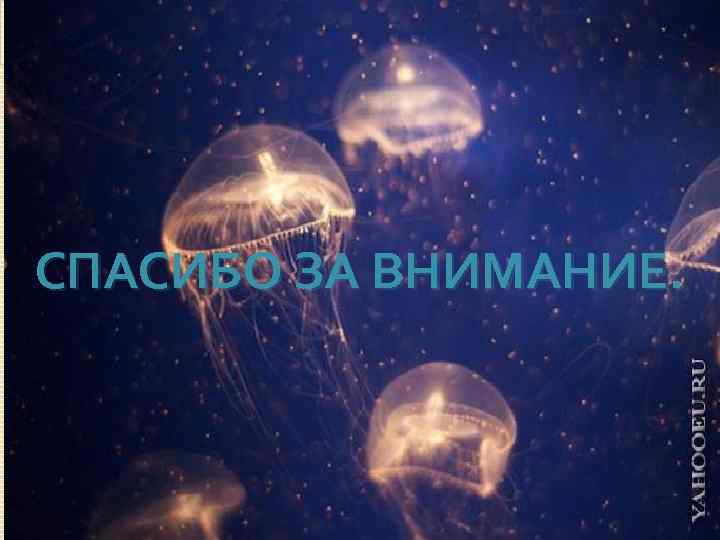 СПАСИБО ЗА ВНИМАНИЕ. 