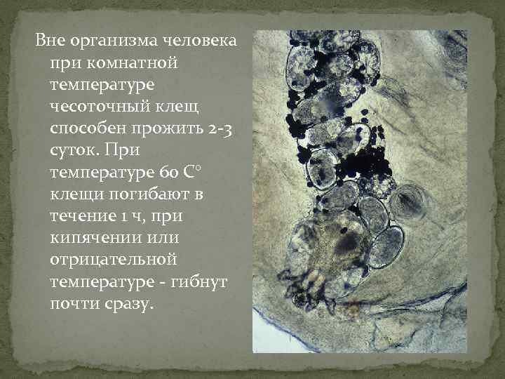 Вне организма человека при комнатной температуре чесоточный клещ способен прожить 2 -3 суток. При