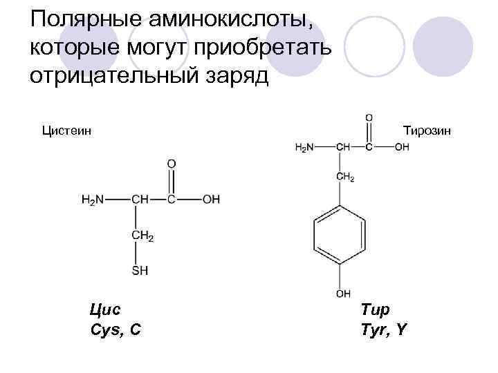Полярные аминокислоты, которые могут приобретать отрицательный заряд Цистеин Цис Cys, C Тирозин Тир Tyr,