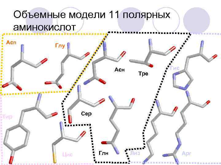 Объемные модели 11 полярных аминокислот Асп Глу Асн Тре Гис Сер Тир Цис Глн