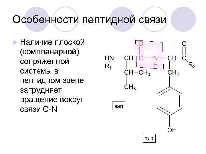 Особенности пептидной связи l Наличие плоской (компланарной) сопряженной системы в пептидном звене затрудняет вращение