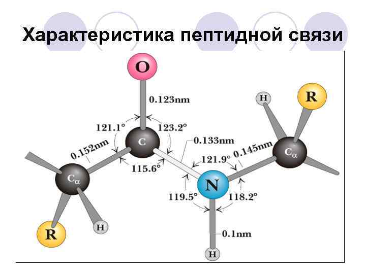 Характеристика пептидной связи 