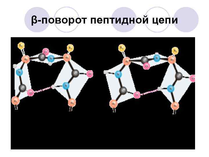 β-поворот пептидной цепи 