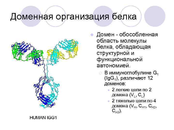 Доменная организация белка l Домен - обособленная область молекулы белка, обладающая структурной и функциональной