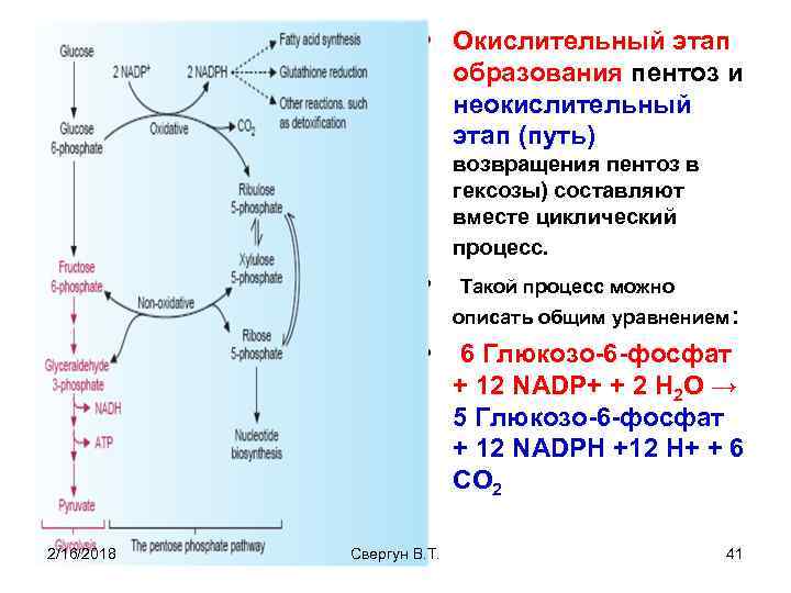 Частью энергетического обмена является процесс окисления глюкозы