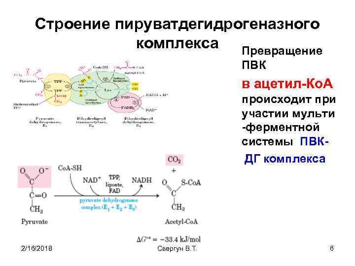 Пвк в биологии. Пируватдегидрогеназный комплекс строение. Коферменты пируватдегидрогеназного комплекса. Строение пируватдегидрогеназного комплекса таблица. Ферменты и коферменты пируватдегидрогеназного комплекса.