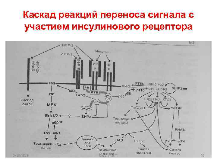 Каскад реакций переноса сигнала с участием инсулинового рецептора 2/18/2018 Свергун В. Т. 46 