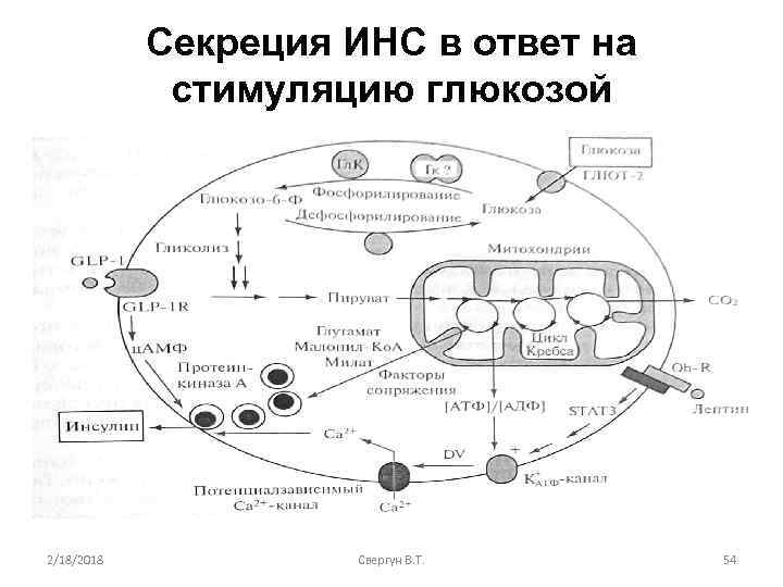 Секреция ИНС в ответ на стимуляцию глюкозой 2/18/2018 Свергун В. Т. 54 