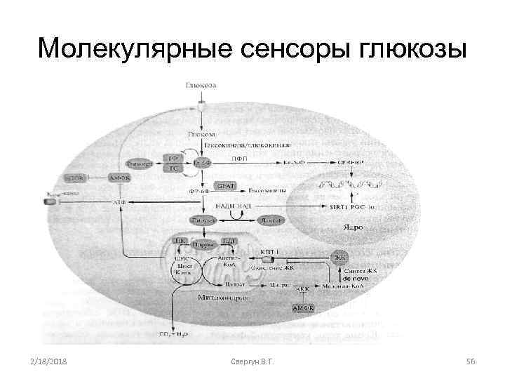 Молекулярные сенсоры глюкозы 2/18/2018 Свергун В. Т. 56 
