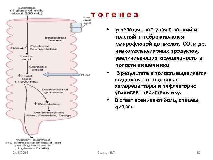 Патогенез углеводы , поступая в тонкий и толстый к-к сбраживаются микрофлорой до кислот, СО