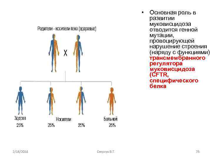  • Основная роль в развитии муковисцидоза отводится генной мутации, провоцирующей нарушение строения (наряду