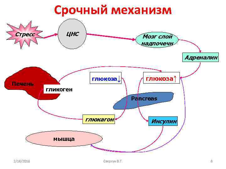 Адреналин и мозг