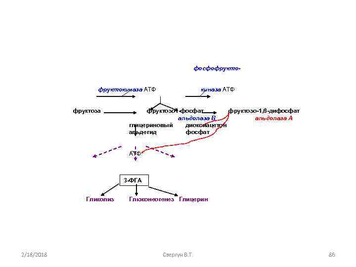 фосфофруктокиназа АТФ фруктоза киназа АТФ фруктозо 1 -фосфат фруктозо-1, 6 -дифосфат альдолаза В альдолаза