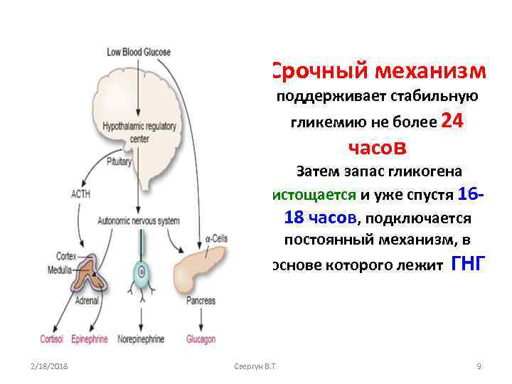 Срочный механизм поддерживает стабильную гликемию не более 24 часов Затем запас гликогена истощается и