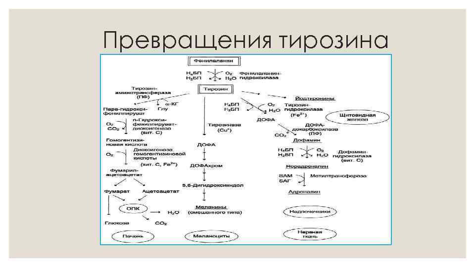 Превращения тирозина 