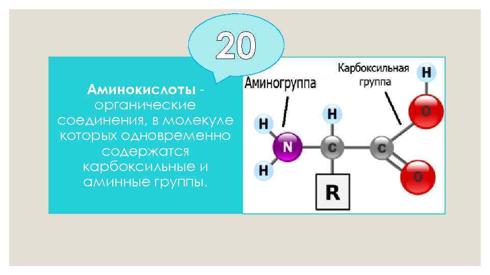 20 Аминокислоты органические соединения, в молекуле которых одновременно содержатся карбоксильные и аминные группы. 