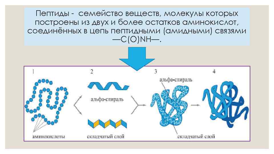 Пептиды - семейство веществ, молекулы которых построены из двух и более остатков аминокислот, соединённых