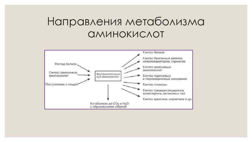 Направления метаболизма аминокислот 