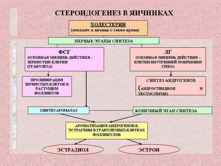 СТЕРОИДОГЕНЕЗ В ЯИЧНИКАХ ХОЛЕСТЕРИН (попадает в яичник с током крови) ПЕРВЫЕ ЭТАПЫ СИНТЕЗА ФСГ