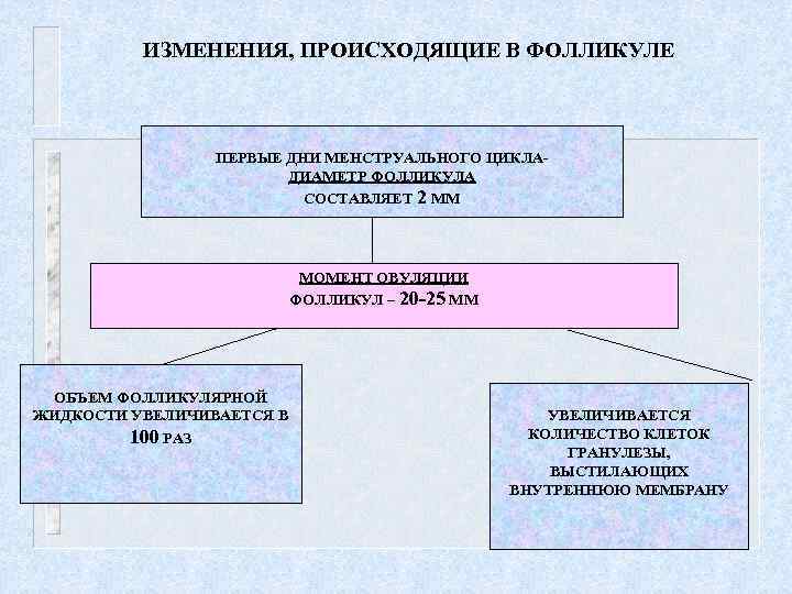 ИЗМЕНЕНИЯ, ПРОИСХОДЯЩИЕ В ФОЛЛИКУЛЕ ПЕРВЫЕ ДНИ МЕНСТРУАЛЬНОГО ЦИКЛАДИАМЕТР ФОЛЛИКУЛА СОСТАВЛЯЕТ 2 ММ МОМЕНТ ОВУЛЯЦИИ