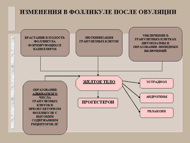 ИЗМЕНЕНИЯ В ФОЛЛИКУЛЕ ПОСЛЕ ОВУЛЯЦИИ ВРАСТАНИЕ В ПОЛОСТЬ ФОЛЛИКУЛА ФОРМИРУЮЩИХСЯ КАПИЛЛЯРОВ ЛЮТЕИНИЗАЦИЯ ГРАНУЛЕЗНЫХ КЛЕТОК