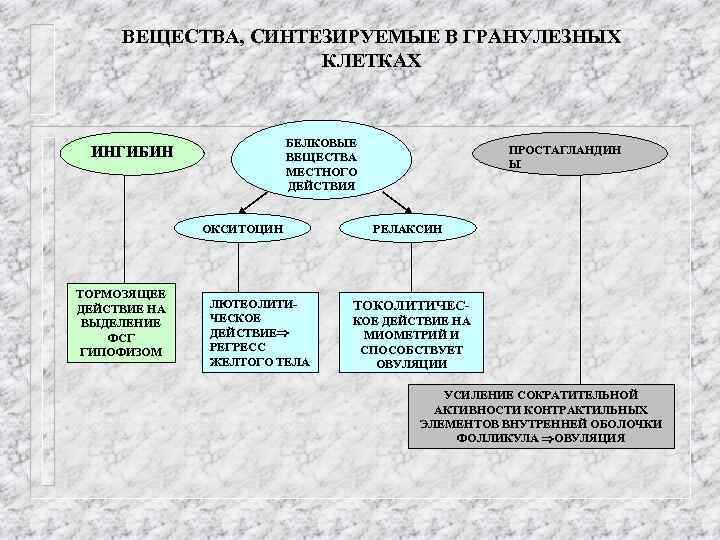 ВЕЩЕСТВА, СИНТЕЗИРУЕМЫЕ В ГРАНУЛЕЗНЫХ КЛЕТКАХ БЕЛКОВЫЕ ВЕЩЕСТВА МЕСТНОГО ДЕЙСТВИЯ ИНГИБИН ОКСИТОЦИН ТОРМОЗЯЩЕЕ ДЕЙСТВИЕ НА